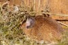 Myšice lesní (Savci), Apodemus flavicollis (Mammalia)